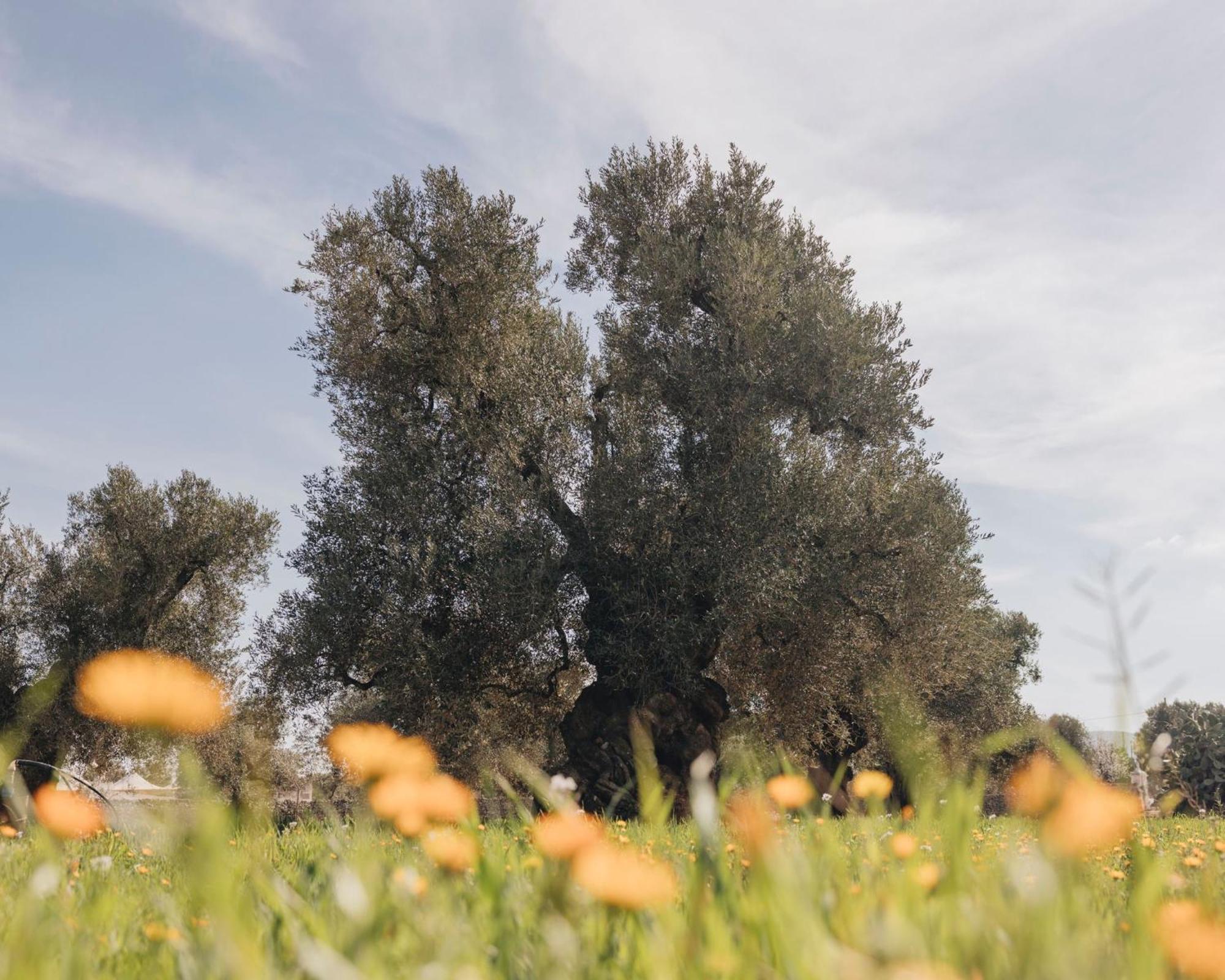פאסאנו Masseria San Lorenzo Resort מראה חיצוני תמונה