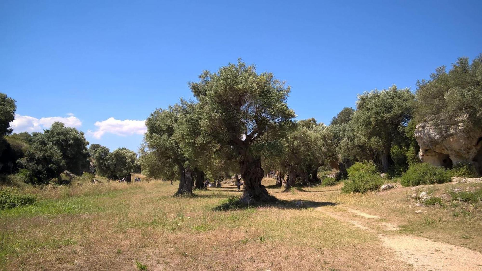 פאסאנו Masseria San Lorenzo Resort מראה חיצוני תמונה
